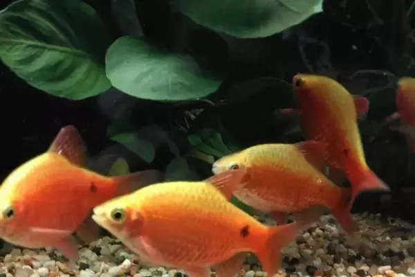 L'Arte di Nutrire i Pesci d'Acquario: Guida Essenziale per la Salute e la Vitalità