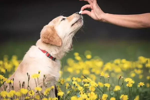 Crescita dei Cuccioli: Pilastri per Articolazioni Robuste e una Vita Dinamica