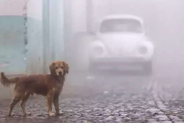 L'Oasi di Freschezza e Gentilezza: Cani Randagi Trovano Rifugio in un Supermercato Siciliano