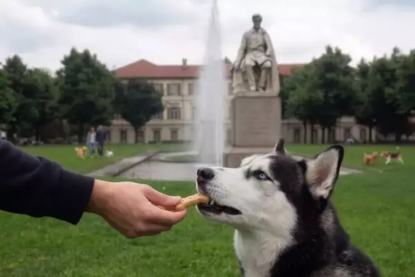L'importanza di una nutrizione personalizzata e snack salutari per il benessere dei cani