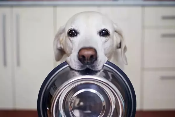 Nuove Prospettive nelle Diete Veterinarie: Soluzioni Innovative per Cani con Intolleranze e Patologie Croniche