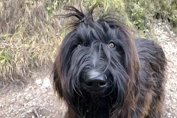 L'Influenza Positiva di Beaudrie: Pet Therapy per Madri e Figli in Contesti Vulnerabili