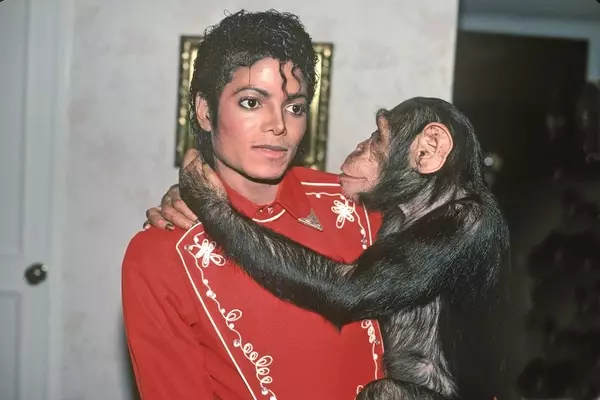 Bubbles, lo Scimpanzé di Michael Jackson: Una Nuova Esistenza Lontana dai Riflettori