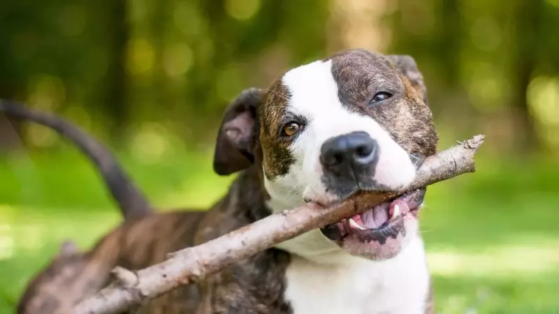 Il Pitbull Americano: Guida Completa alla Razza