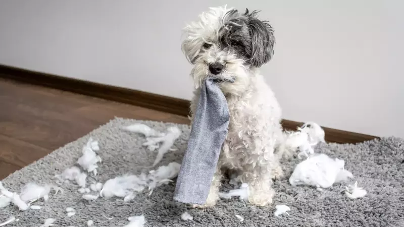 Il Bichon Havanese: Un Compagno Affettuoso e Leale