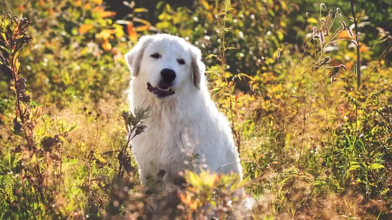 Il Pastore Maremmano Abruzzese: Un Nobile Guardiano Italiano