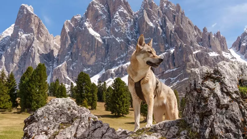 Il Cane Lupo Cecoslovacco: Un Compagno Affascinante tra Istinto Selvaggio e Lealtà Domestica