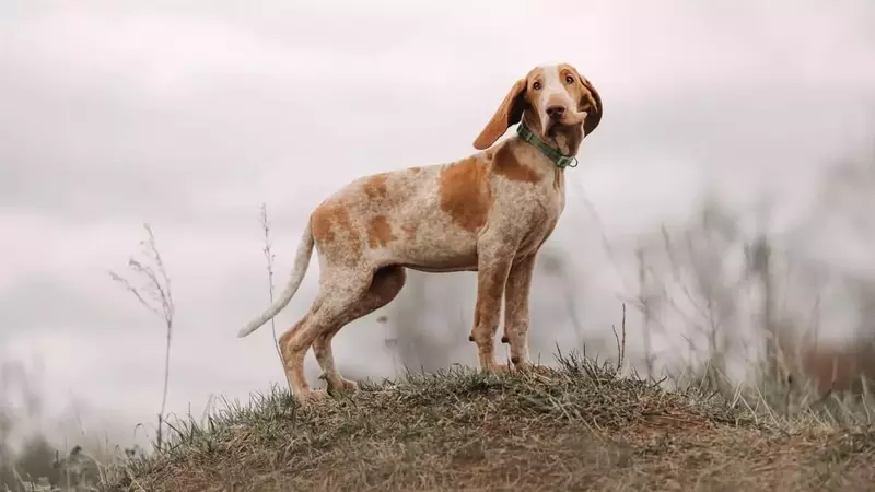 Il Bracco Italiano: Un Compagno Nobile, Affettuoso e Intelligente