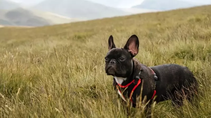 Corpi estranei in cani e gatti: pericoli estivi