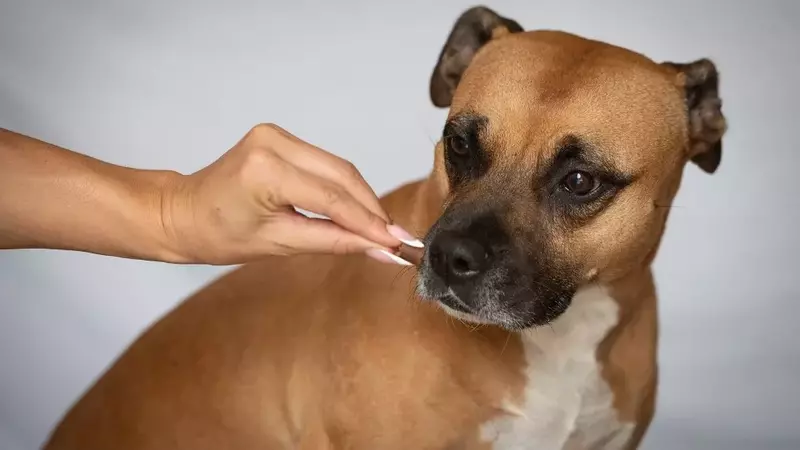 Articolazioni del cane anziano: cura e benessere per una vita serena