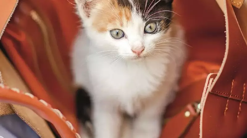 Integrare un Gatto Adottato: Consigli per un Ambientamento Sereno