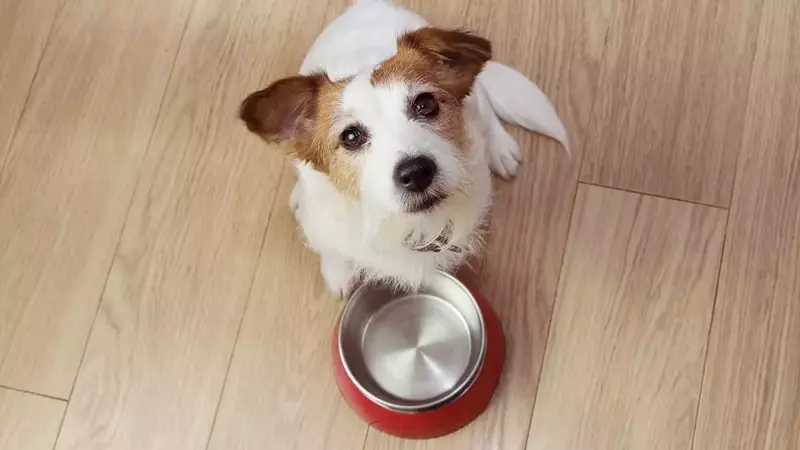 Gestione delle Intolleranze Alimentari nel Cane: Guida alla Dieta Ottimale