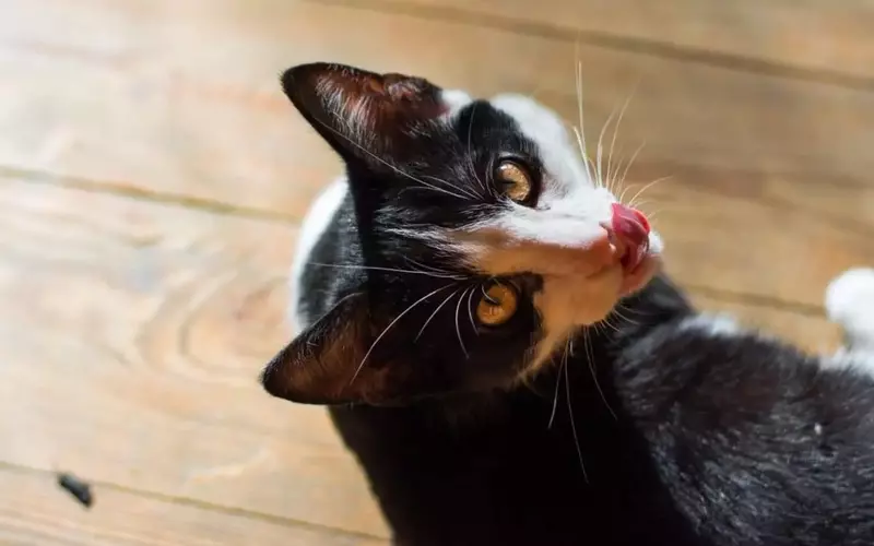 Il Significato Profondo dei "Doni" Felini: Comprendere il Comportamento del Tuo Gatto