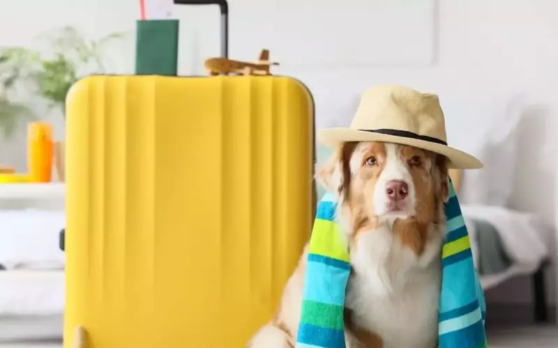 Prepararsi al meglio per le vacanze con i propri animali domestici