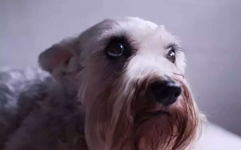 Perché alcuni cani temono i temporali estivi più di altri?