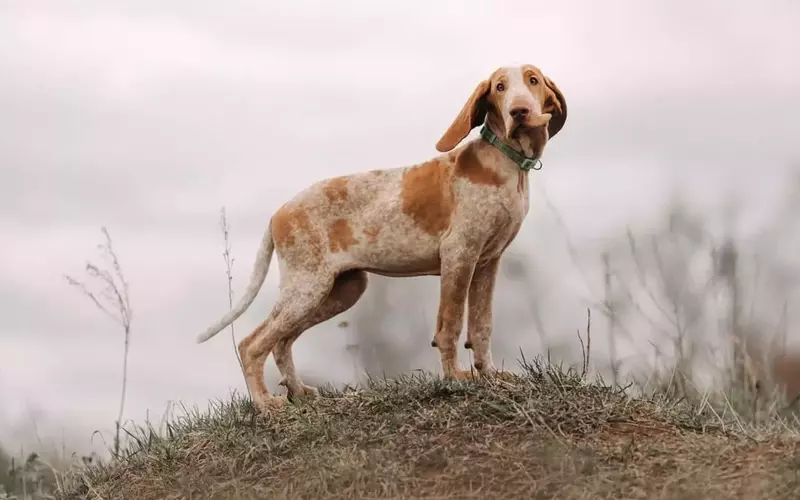 Il Bracco Italiano: Un Compagno Nobile, Affettuoso e Intelligente