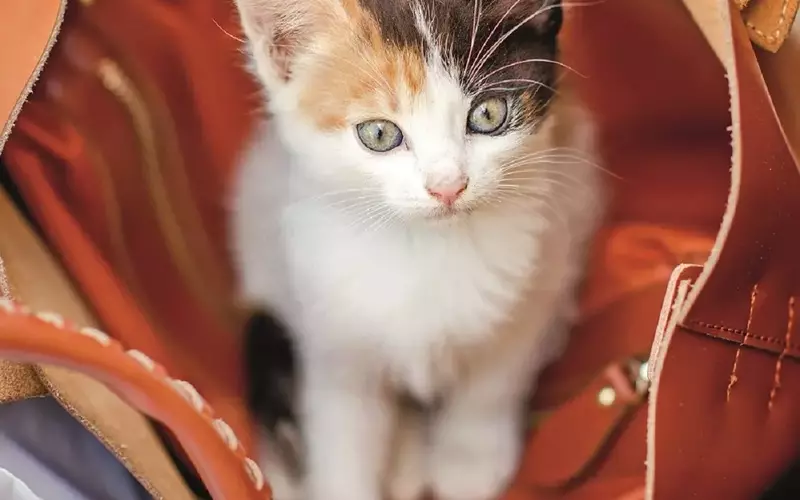 Integrare un Gatto Adottato: Consigli per un Ambientamento Sereno