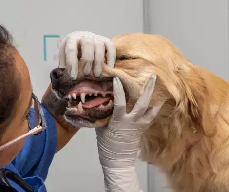 Cura Dentale Canina: Guida Completa per un Sorriso Sano