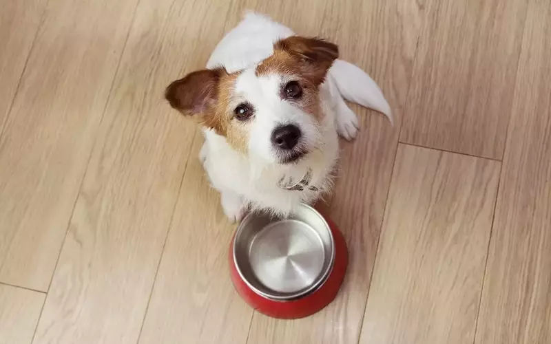 Gestione delle Intolleranze Alimentari nel Cane: Guida alla Dieta Ottimale